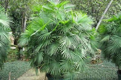 棕竹種類 2000 属相